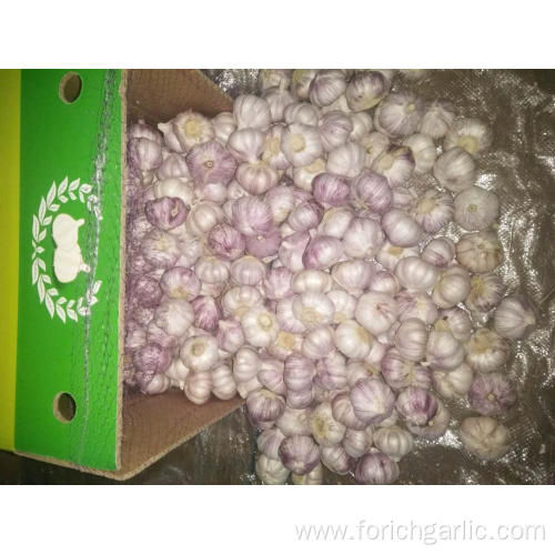 The Best Quality New Crop Normal White Garlic